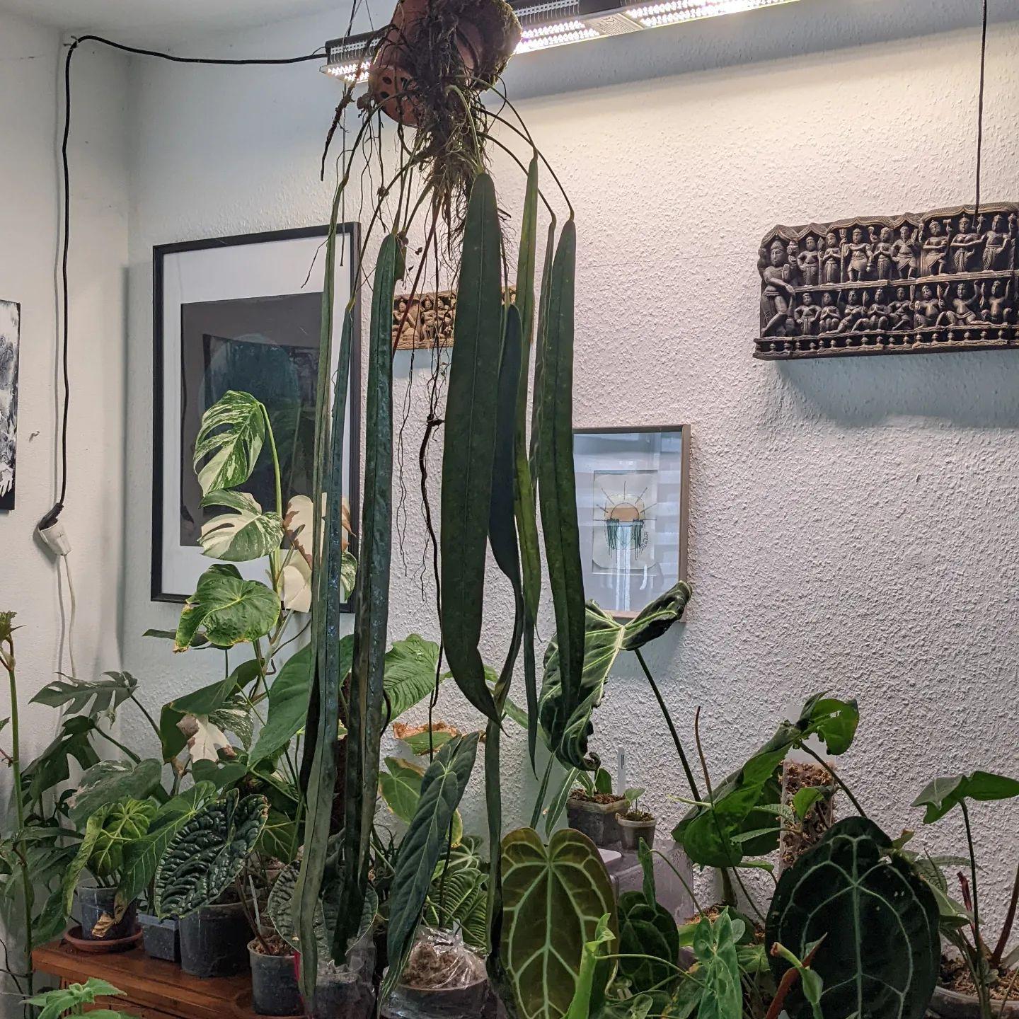 Anthurium wendlingeri / アンスリウム・ウェンドリンゲリ③ アンスリウム・ウェンドリンゲリ (Anthurium wendlingeri